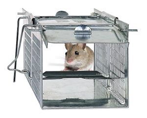 Havahart-1020-trap-with-mouse-300x241