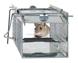 Havahart-1020-trap-with-mouse-300x241