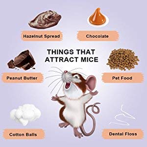 MfeEK4N3T1Cn._UX300_TTW__