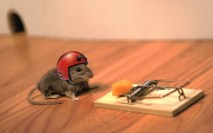 mouse-cheese-mouse-trap-helmet-funny-situation-free-stock-photos-images-hd-wallpaper