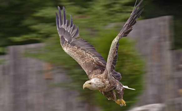 white tail sea eagle