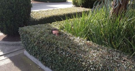 gardener-sends-photos-disappears-into-bushes-fb__700-png